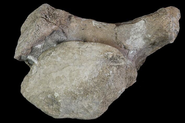 Mosasaur (Platecarpus) Occipital Condyle Vertebrae - Kansas #66895